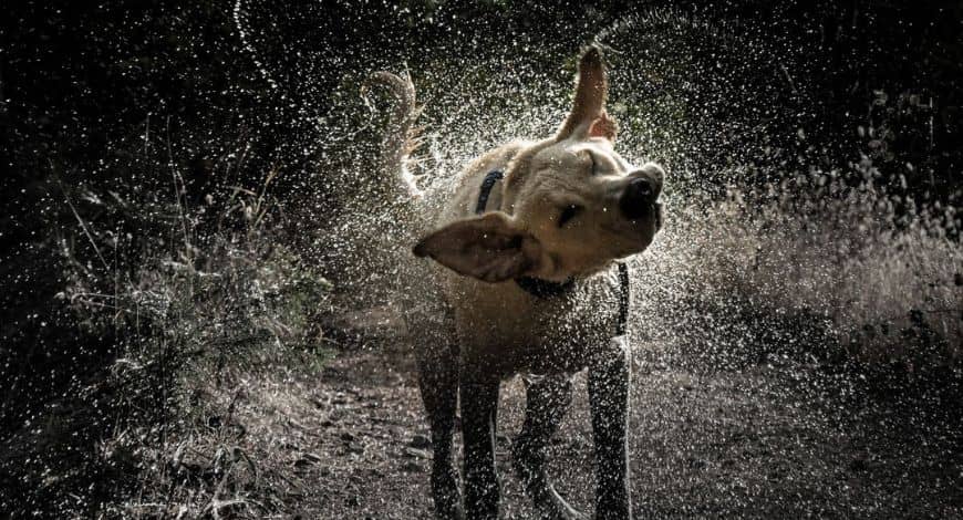 Cómo secar a un perro rápido y bien: claves y trucos